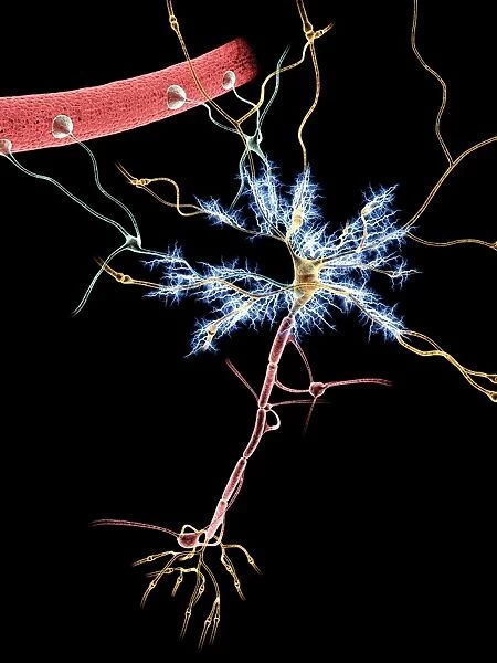 Nerve cells, artwork