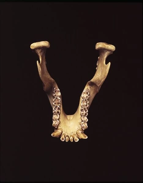 Paranthropus robustus jaw bone C013  /  6558