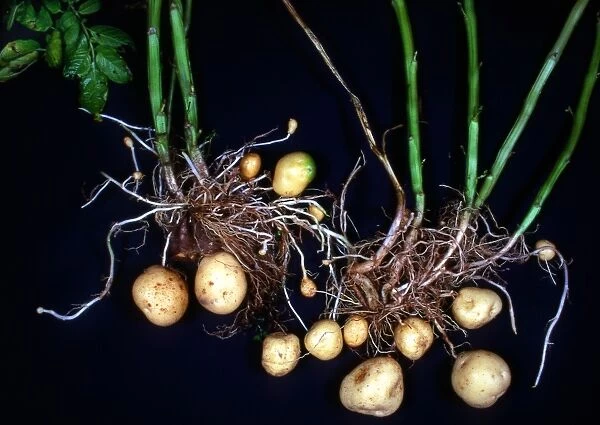 Potato roots
