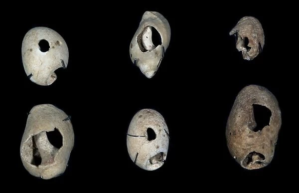 Prehistoric shells, Aurignacian culture C013  /  7389