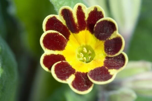 Primrose (Primula Gold Lace )