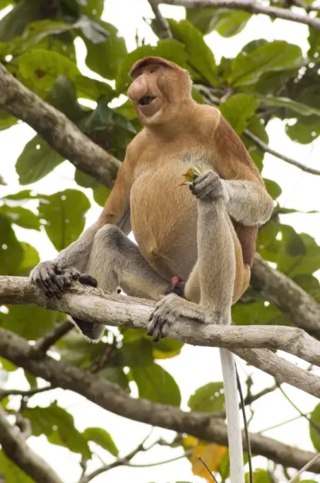 Framed Print : Proboscis Monkey Print Framed Print : Proboscis Monkey Print