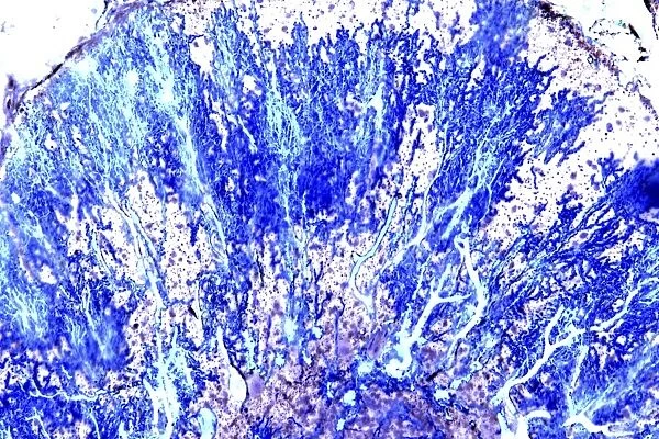 Purkinje nerve cells, light micrograph