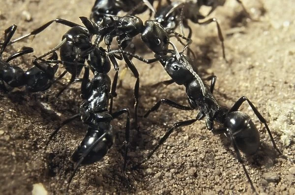 Queenless ants C015  /  5724