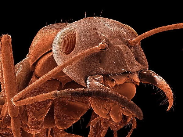 Red-barbed ant, SEM