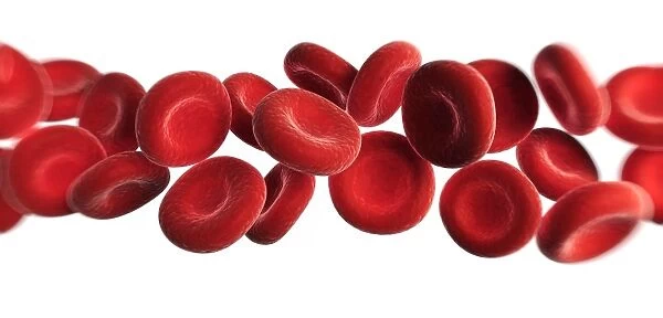 Red blood cells, artwork F006  /  3377