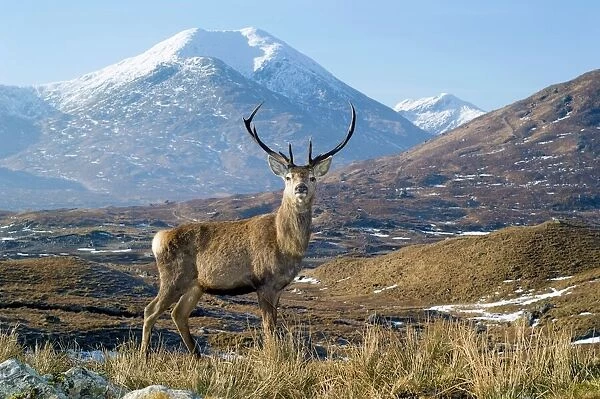 Red deer stag. Red deer (Cervus elaphus) stag standing in front of Sgurr Mor mountain