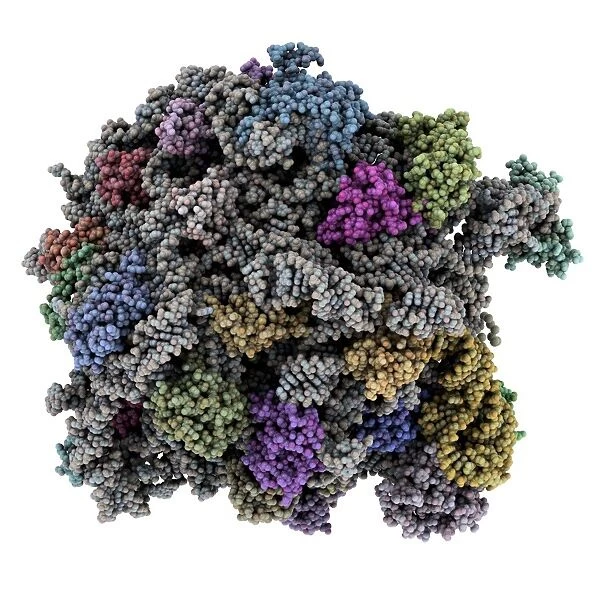 Ribosomal subunit, molecular model