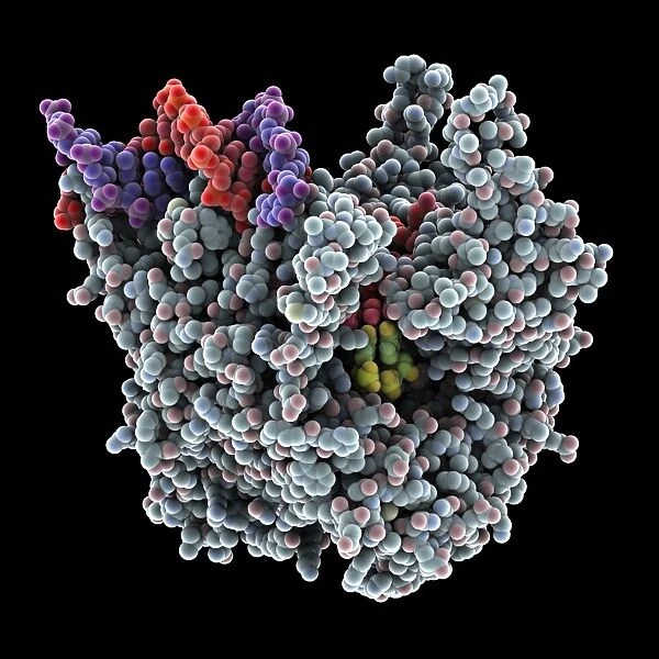 RNA polymerase transcription, artwork