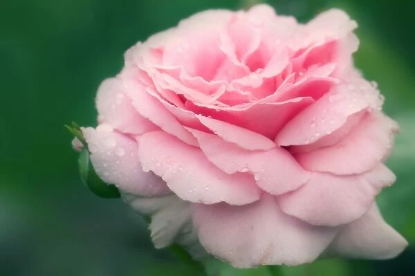 Rose (Rosa Frederic Mistral )