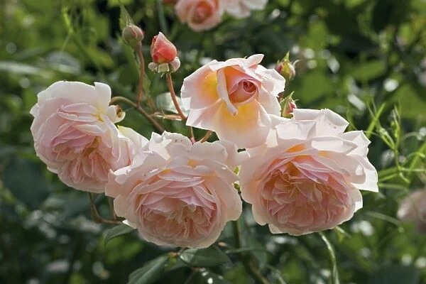 Rose (Rosa Sweet Juliet Ausleap ) flowering in Summer