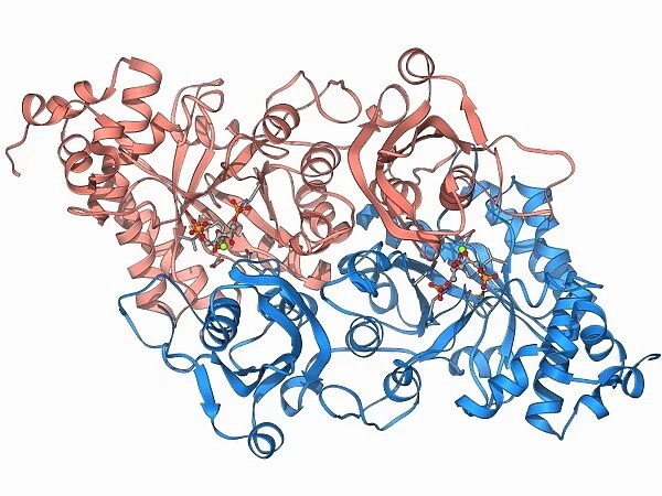 Rubisco enzyme molecule F006  /  9779