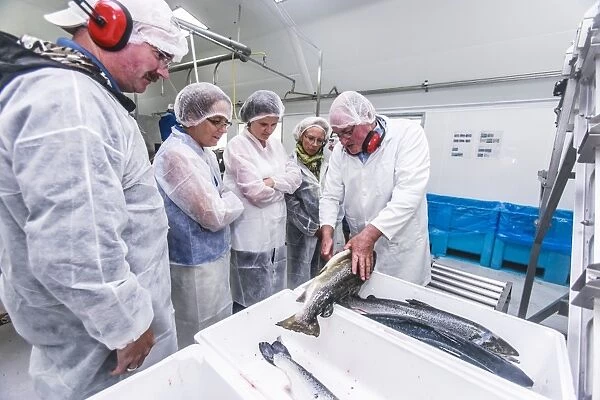 Salmon processing plant, quality control C018  /  0767
