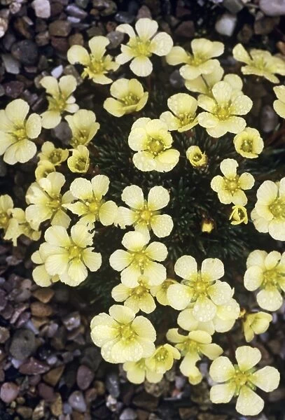 Saxifrage Aretiastrum flowers