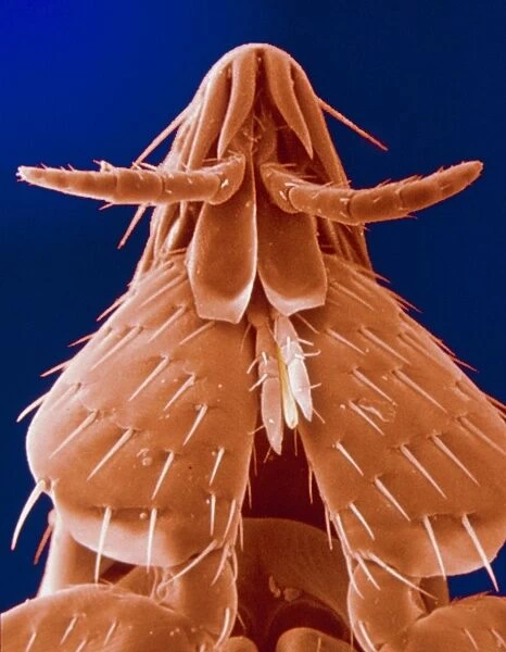 Scanning electron micrograph of cat fleas head
