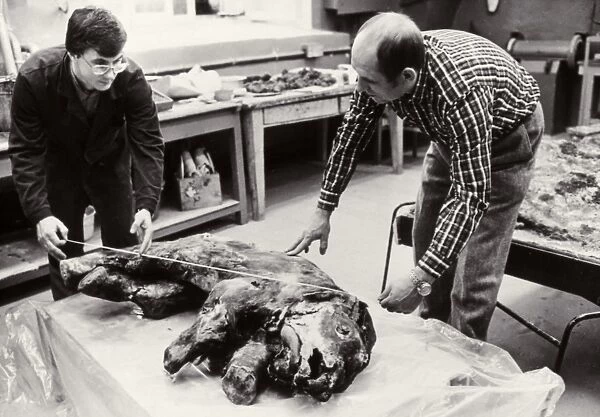 Scientists making measurements on baby mammoth