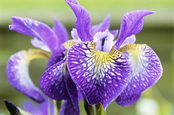 Siberian iris (Iris Silver Ledge )