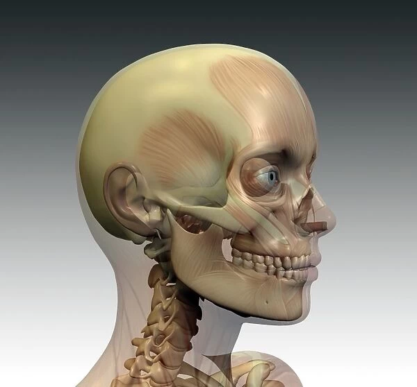 Skull. Computer artwork of the bones and musculature of a human head