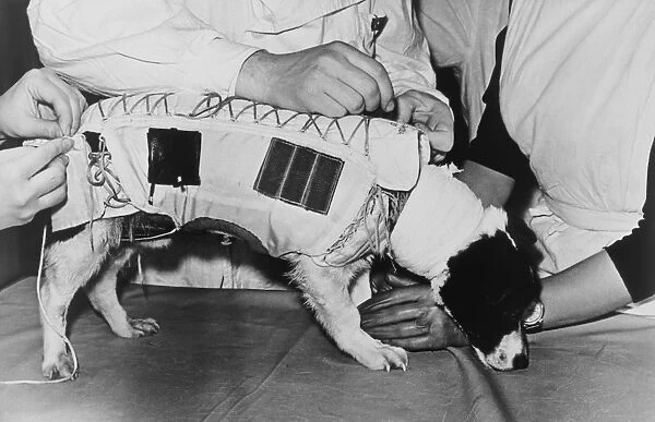 Space dog. Soviet researchers examining space dog Veterok 