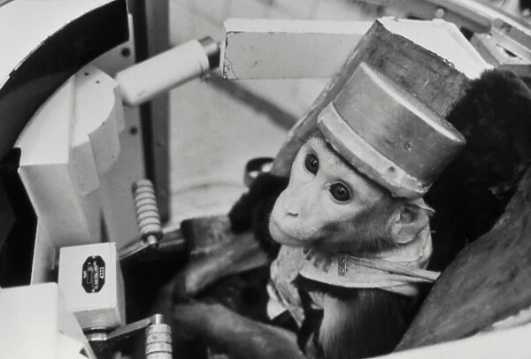 Space monkey. Rhesus macaque in a space probe simulator during training