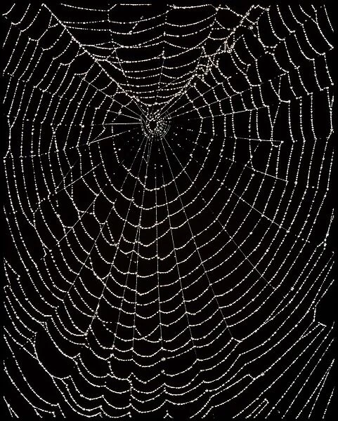 Spiders web covered in water droplets