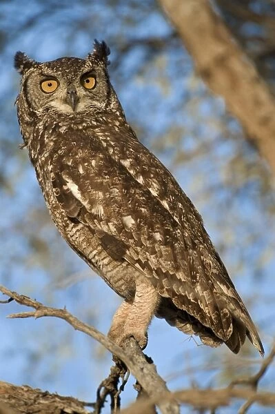 Spotted eagle owl (Bubo africanus) perched in a tree