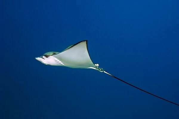 Spotted eagle ray swimming C014  /  2920