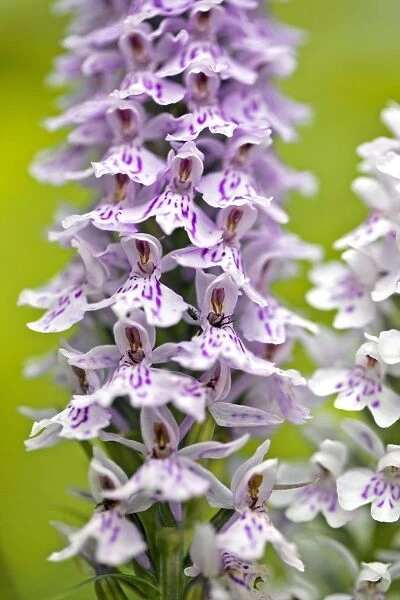 Spotted Orchid (Dactylorhiza fuchsii) C017  /  7472