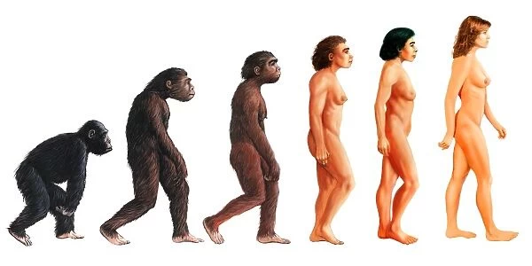 Stages in female human evolution