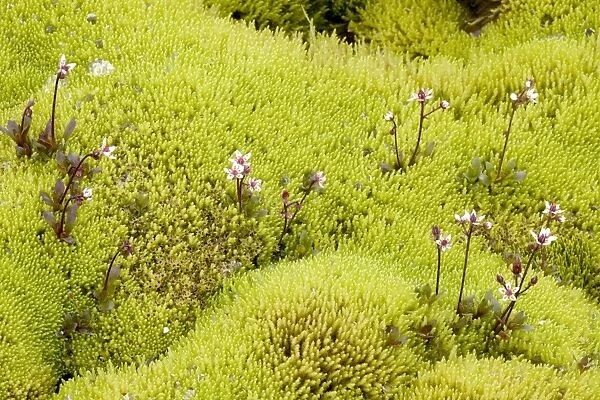 Starry saxifrage and swamp moss