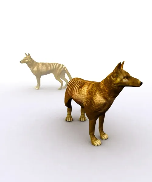 Extinct Tasmanian Wolf (Thylacinus cynocephalus) Art Prints