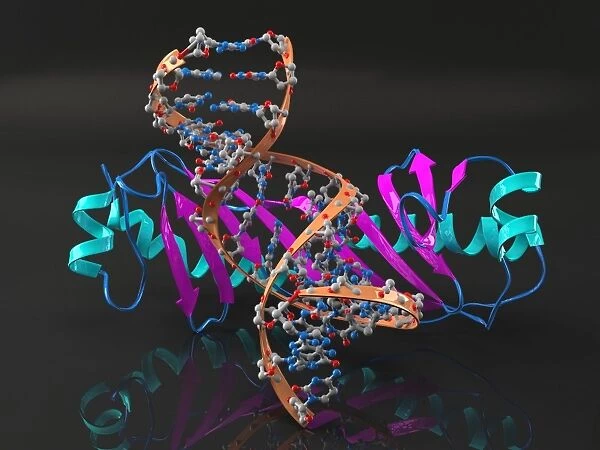 Tata binding protein with DNA
