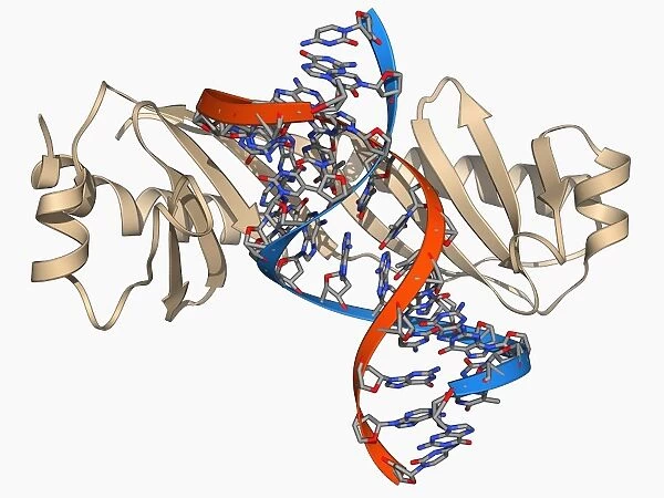 TATA box-binding protein and DNA F006  /  9267