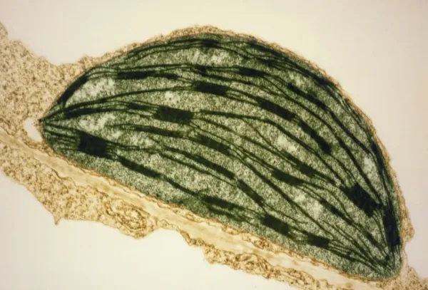 false tobacco plant Prints of False-colour TEM Print of Tobacco Chloroplast