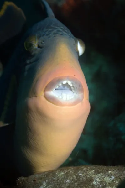 Titan triggerfish. Close-up of the mouth of a titan triggerfish 