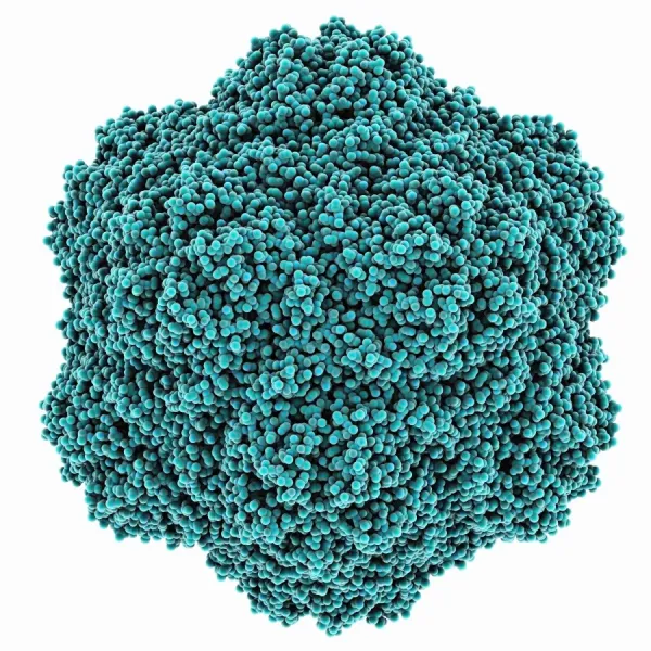 Framed Print of Tobacco Necrosis Virus Capsid Molecular Model Print. Framed  Print from Science Photo Library