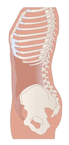 Transversus Abdominis Muscle Art Prints, Posters Puzzles