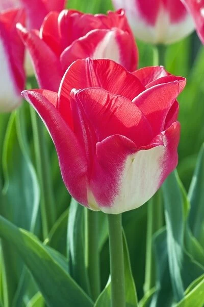 Triumph tulip Lip Gloss