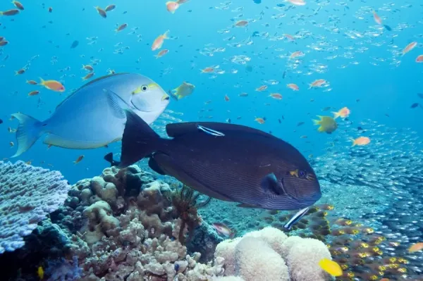 Tropical Reef Fish Print, Andaman Art Prints, Posters