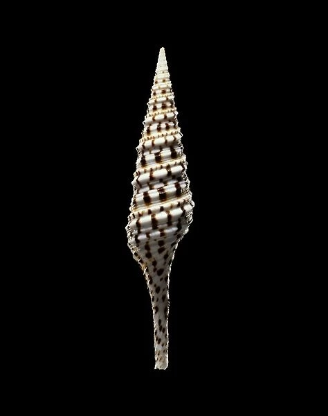 Turrid sea snail shell C019  /  1368