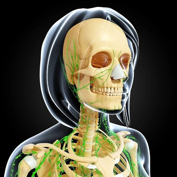 Upper body anatomy, artwork