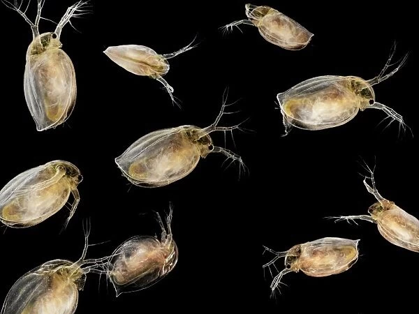 Water fleas. Macro photograph of a number of water fleas 