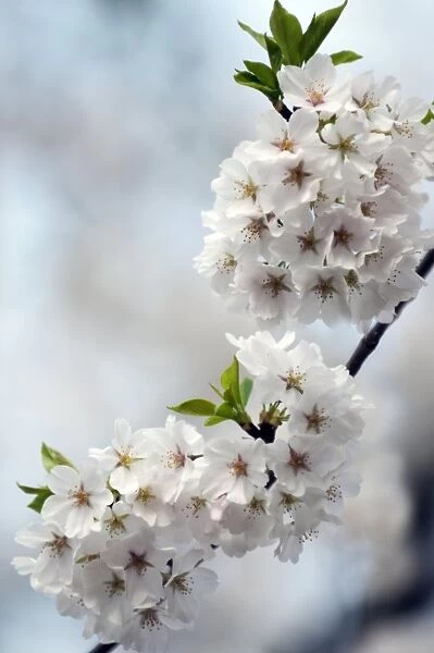 Yoshino cherry (Prunus x yedoensis)