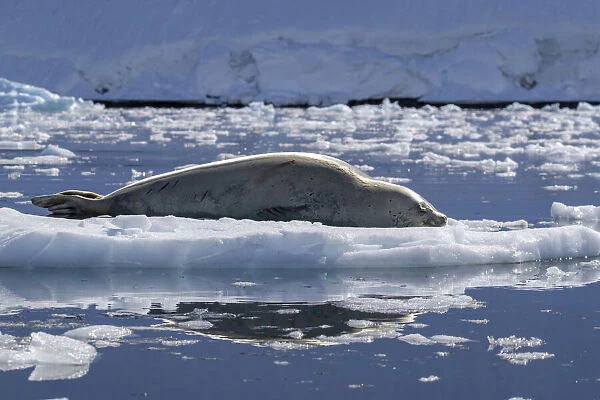An adult crabeater seal (Lobodon carcinophaga), hauled out on the ice in Paradise Bay