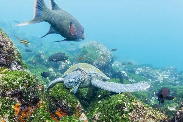 Adult green sea turtle (Chelonia mydas) feeding underwater near Isabela Island, Galapagos Islands, Ecuador, South America