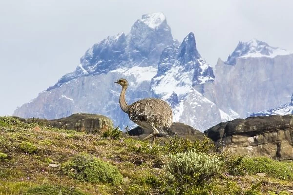 Adult lesser rhea (Pterocnemia pennata), Torres del Paine National Park, Patagonia, Chile, South America