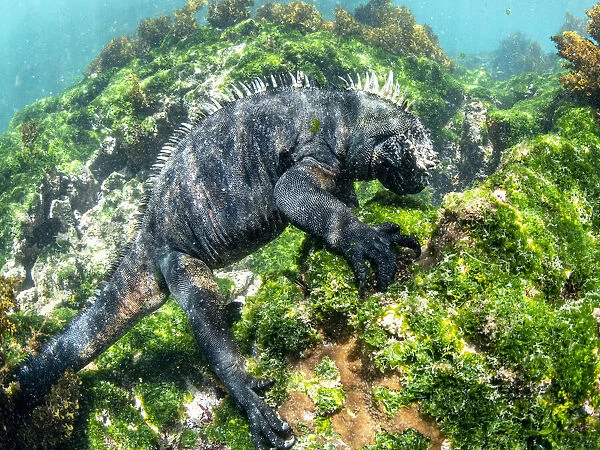 Adult male Galapagos marine iguana (Amblyrhynchus cristatus), underwater