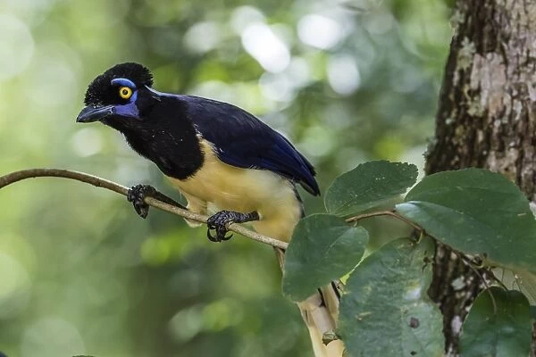 Adult plush-crested jay (Cyanocorax chrysops), in Iguazu Falls National Park, Misiones