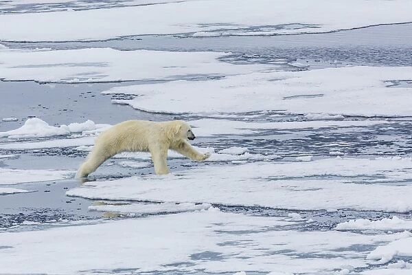 Adult polar bear (Ursus maritimus) on the ice near the Sujoya Islands, Svalbard, Norway, Scandinavia, Europe