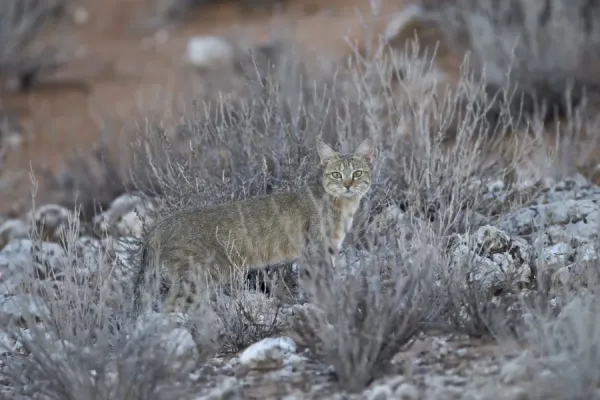 African Wild Cat Print, Kgalagadi Transfrontier Park, South Africa